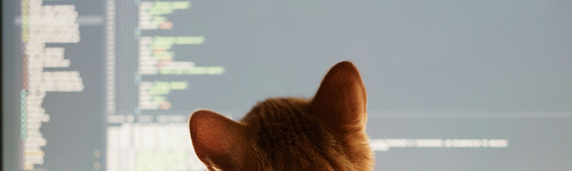 Cat looking at code on computer screen